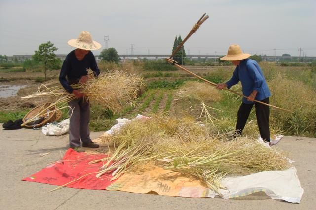 铜陵市义安区：抢好天打收油菜籽