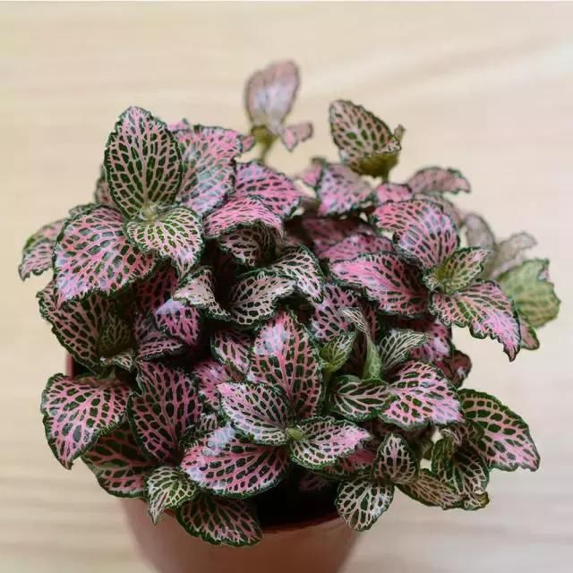 这些叶子比花还美100倍的植物,赶快养一盆吧!