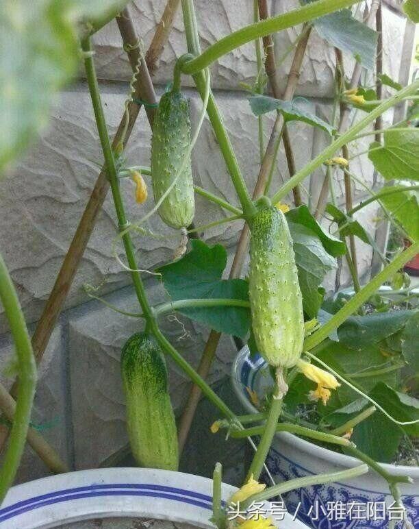 春天阳台适合种这八种菜，好种好吃，一盆就收获满满