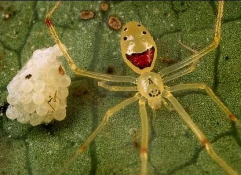史上最萌的蜘蛛-- 笑脸蜘蛛 你见过吗,看到真想