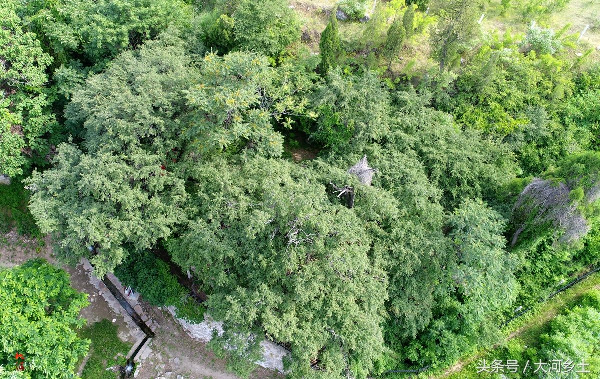 罕见!山西两株古橡树4200岁为舜的弟弟栽种，现入选中国最美古树