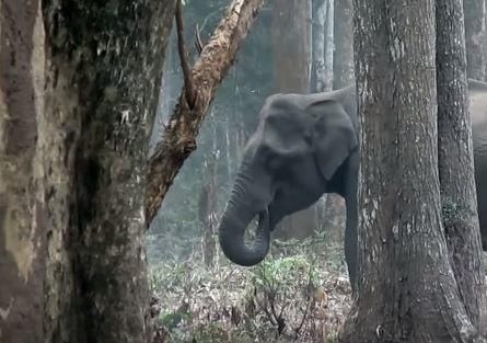 大象竟然会抽烟,专家解释让人恍然大悟