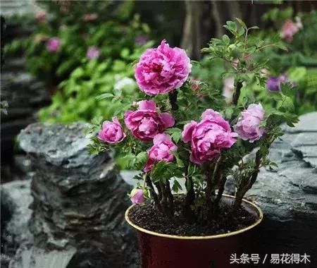 盆栽牡丹的鉴赏和养护管理