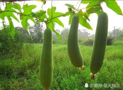 丝瓜与它天生相克,所以为了健康,这两种食物千