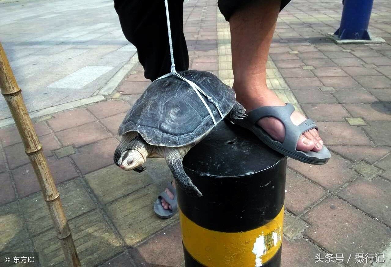 千年王八万年龟,街头卖的千年龟,售价千元,