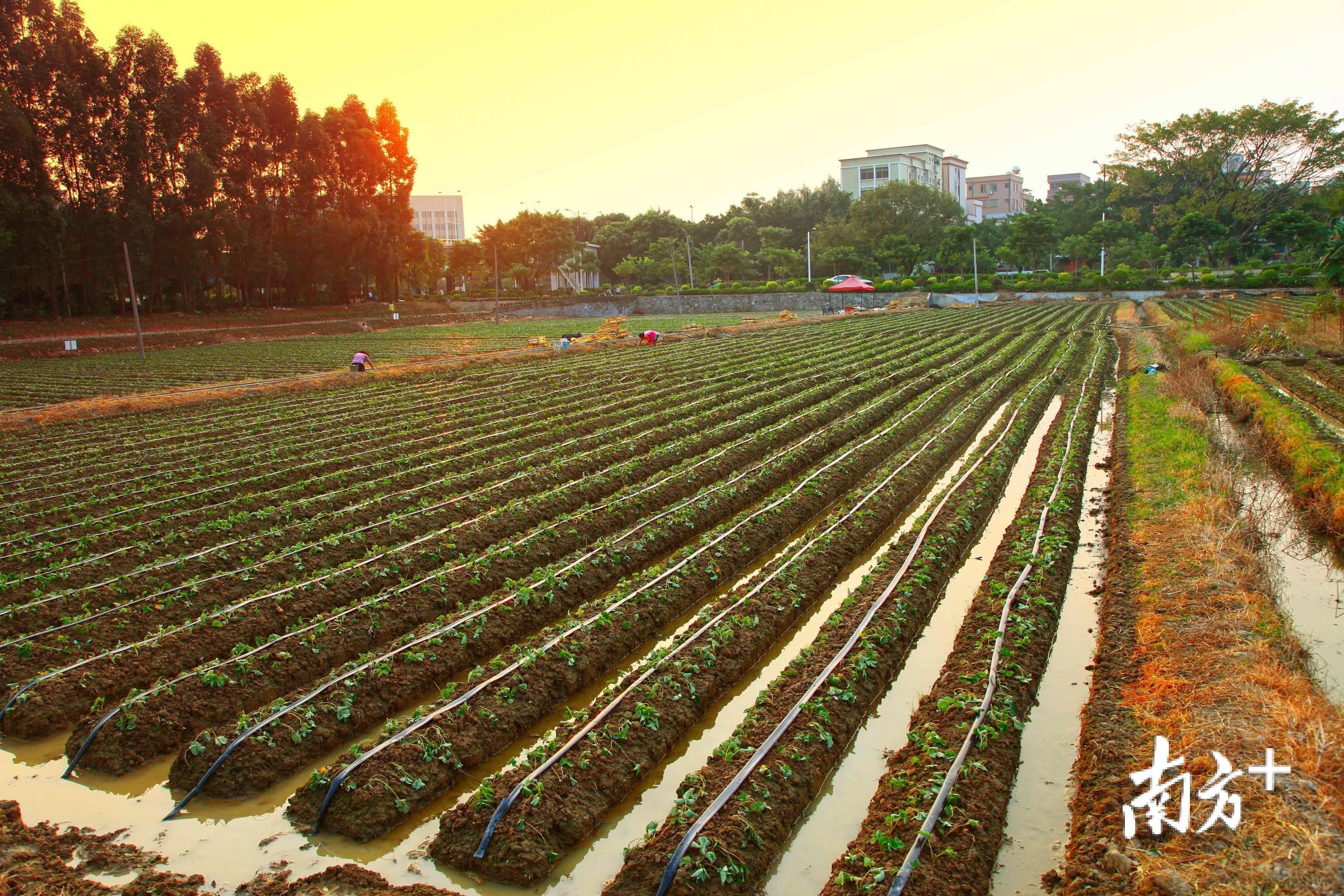 农村振兴组织振兴