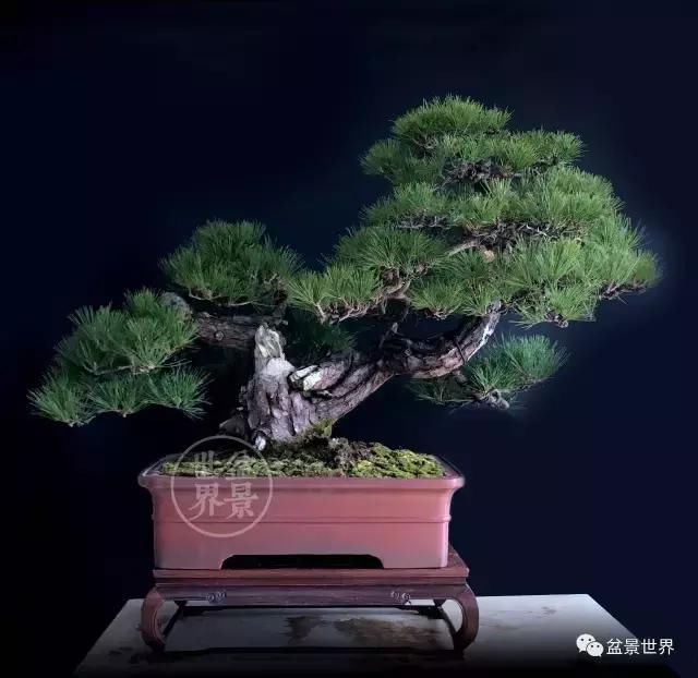 盆景艺术大师史佩元作品欣赏 让人赏心悦目