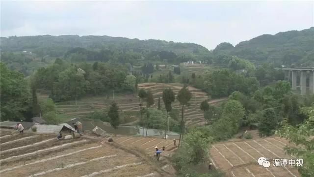 鱼泉街道：发展中药材种植 托起村民致富梦