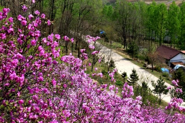 白山户外群关门砬子观映山红休闲一日游