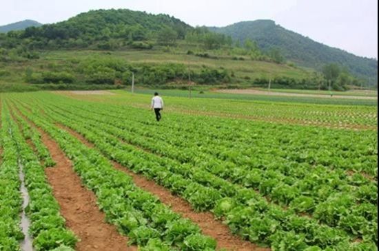 宝鸡市太白县早熟蔬菜陆续上市