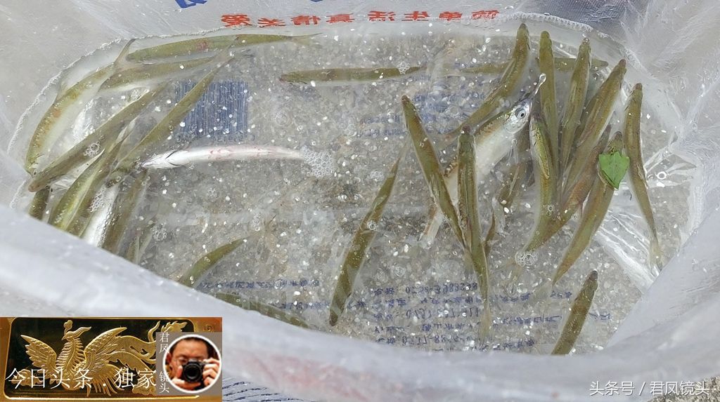广东:北江成钓鱼爱好者的乐园!鱼儿上钩多,钓鱼是杀生吗?