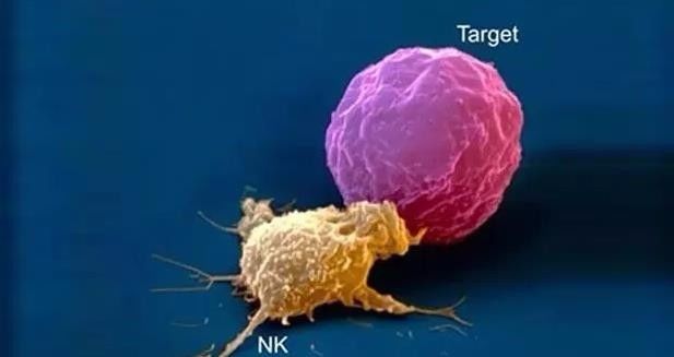 NK细胞再生疗法--三大抗癌功能