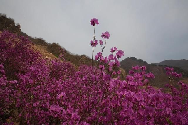 迎接最灿烂的映山红