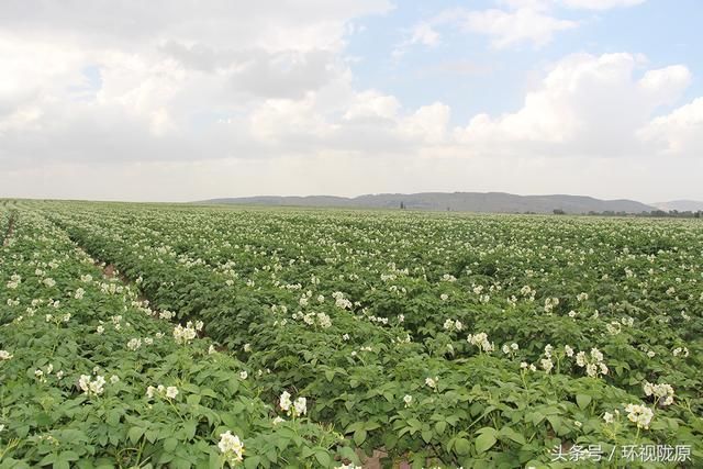 为什么一说定西就想到穷呢,咱们聊聊马铃薯行