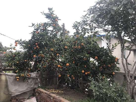 快来看!三层楼顶一棵橘子树结果一百多斤