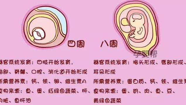 胎儿各阶段发育营养需求,孕妈这样吃长胎不长