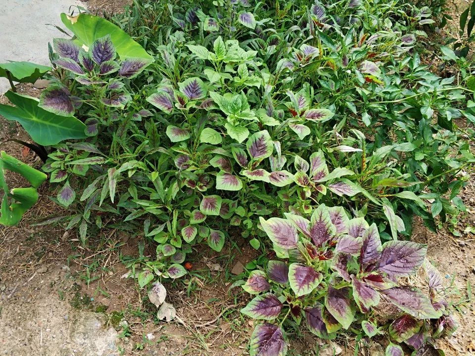 农村一种怪菜,越干旱长得越好,雨天一摘就死,含钙量是菠菜3倍 巴黎人网址导航