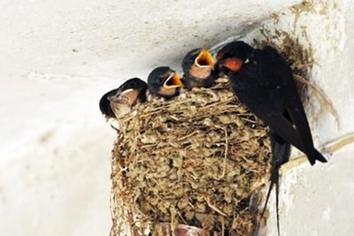 农村这几种动物,老人们提醒不能伤害,更不能吃