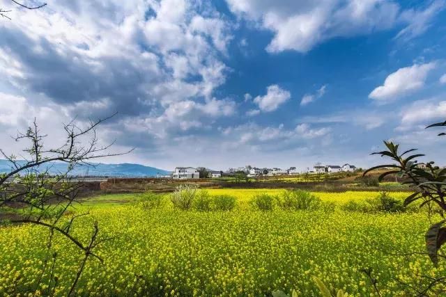 大四川七彩花海要美炸了？最新赏花地图在此，请收好！