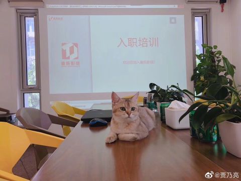 贾乃亮否认金晨恋情:猫是公司的 手机壳一次性