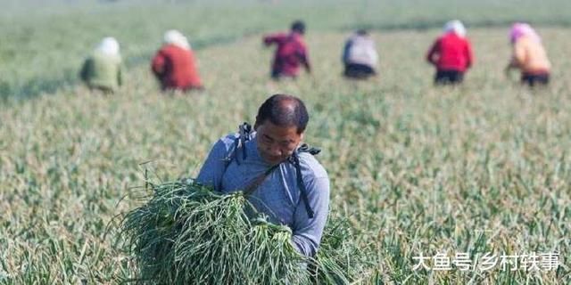 今年农村这两大行业不受市场待见，农民日子不好过，可也没啥办法