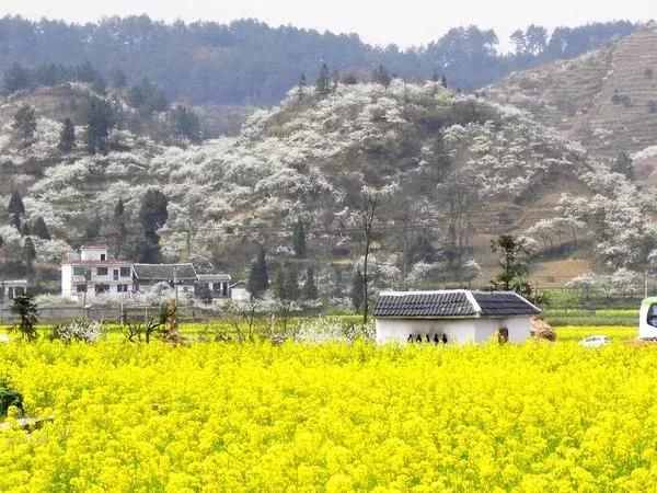 春光灿烂，这些地方的油菜花开成了海