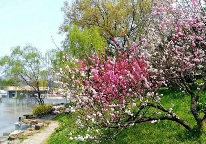 南京玄武春季赏花地图！赶紧来一场和花的约会吧~