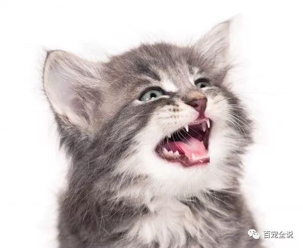 考考资深猫奴:猫咪一共有几颗牙?怎么从牙齿判