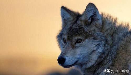 地球上10大最凶猛的动物,狮子第六,老虎第三,鳄