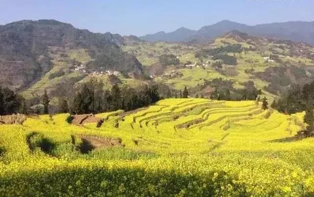 春天看油菜花，在四川不可错过这些金色花海！