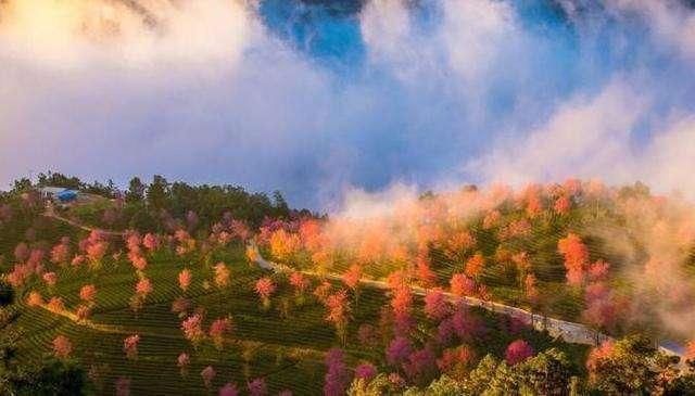 大理无量山--中国最意外的春天