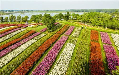 来东海赏最美百合