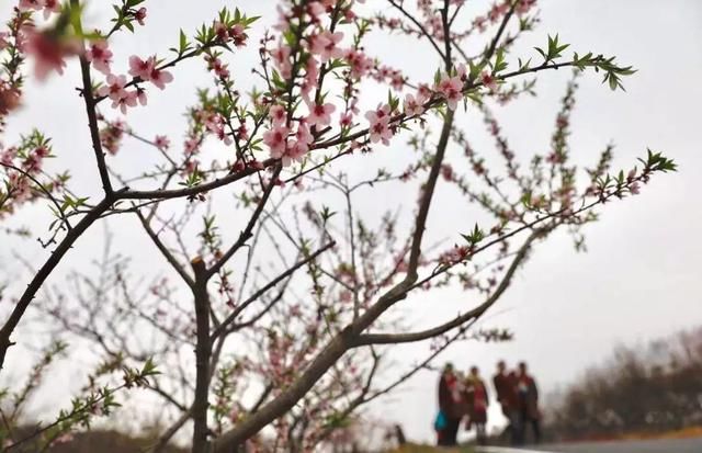 三月花开正艳,宜昌各地踏青赏花活动异彩纷呈