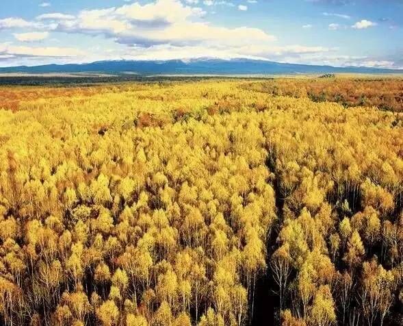 中国最美的森林，你最想去哪一个？