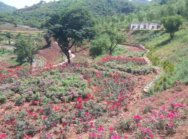 邯郸涉县东山上住着一位 狐仙 ,有花为证!_【快