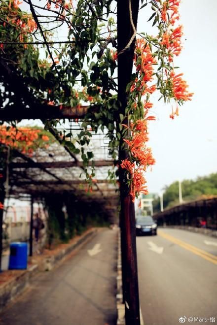 南北高校花景大PK，我选华农!你选武大吗?