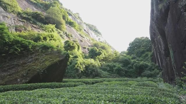 武夷山当地人和旁观者 ，所看到的正岩山场有什么不同？