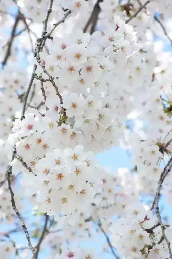 如果可以我们去，阿里山 看一个欧式花园的唯美童话