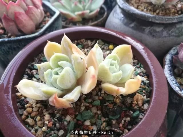 广东美肉,时间终究会给我们完美的馈赠!