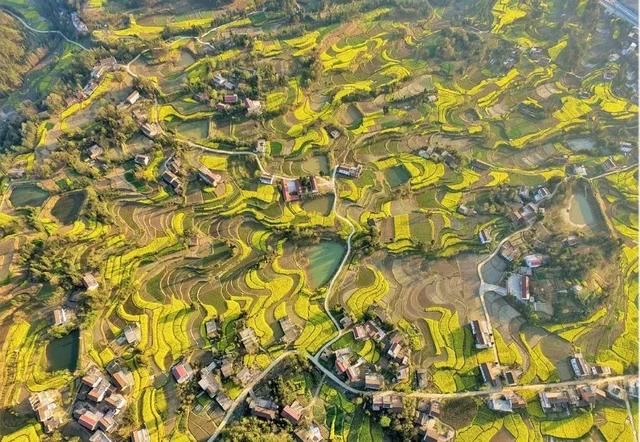 春光灿烂，这些地方的油菜花开成了海