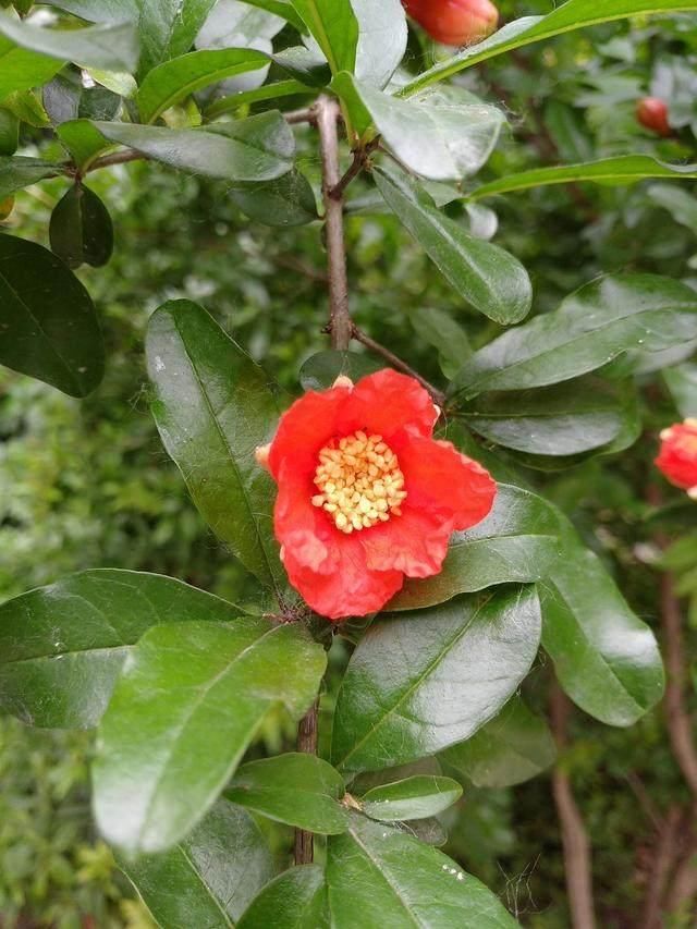 石榴花开为何有“五月花神”之称号？药食两用鲜为人知