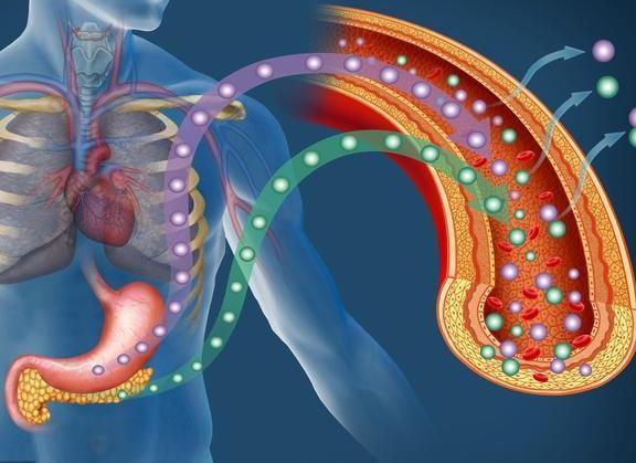 肠道菌群代谢物改善胰岛功能, 或将成为治疗糖