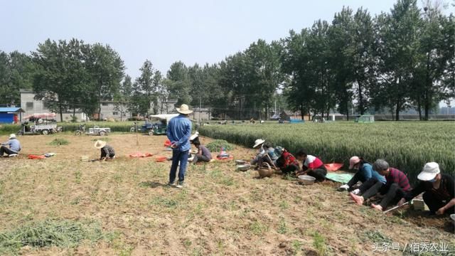 收获4亩农作物,雇10个人要干十几天,过程堪比做针线活