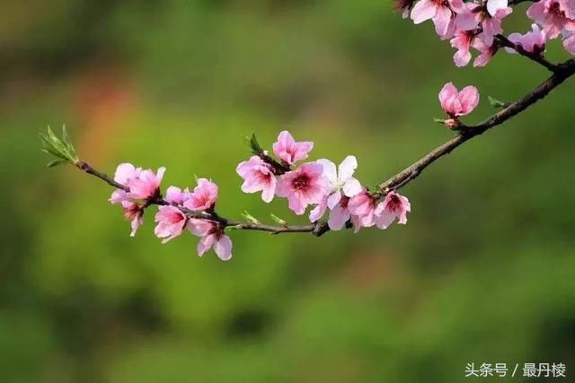 首届\＂柑桔节\＂、\＂桃花节\＂将在丹棱盛大举行！等你来参加..