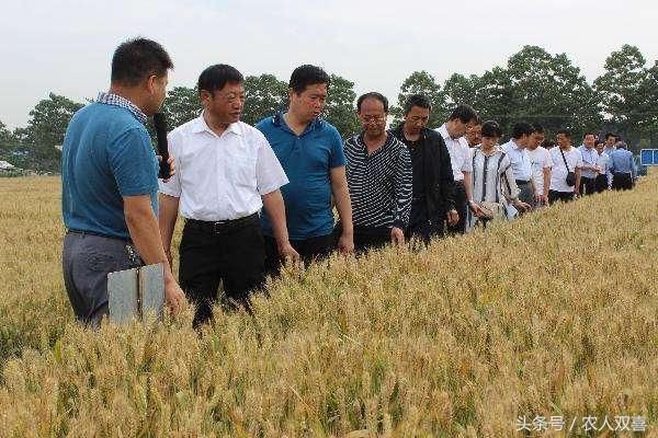 农人双喜说：小麦自己留种亩产超1300斤，农民说：卖种子的咋办！