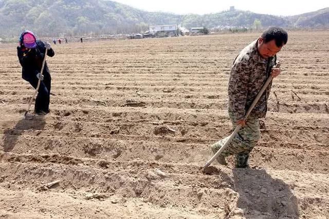 3月开始，农村种粮补贴可以申报，每亩补贴100元以上