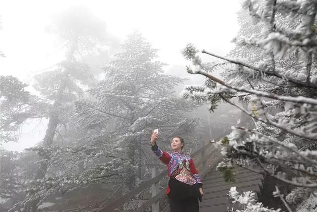 一边花开 一边下雪 云南现轿子雪山观“雪中花”雾凇奇景