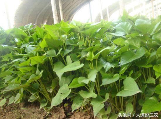 农村人吃腻了，城里人想吃吃不到的三大野菜