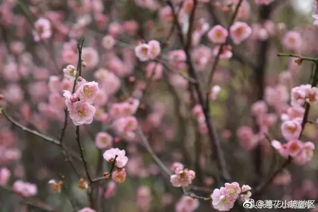 广州周边最适合踏春赏花地盘点，带上父母小孩周末走起！