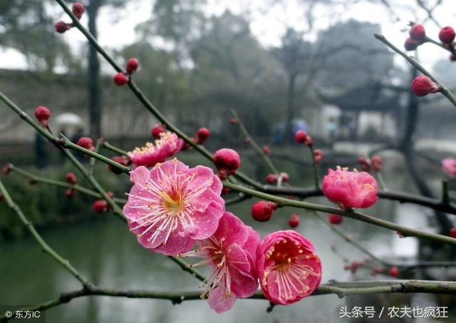 农村俗语“未蛰先雷，人吃狗食”，那惊蛰是打雷好还是不打雷好？